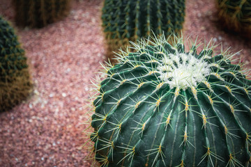 Mexico Golden Barrel close up images