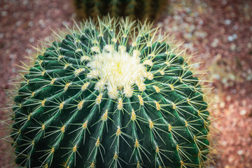 Mexico Golden Barrel close up images