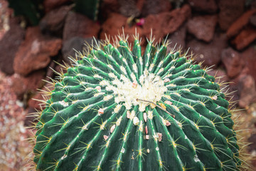 Mexico Golden Barrel close up images