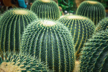 Mexico Golden Barrel close up images