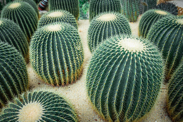 Mexico Golden Barrel close up images