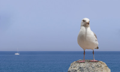 seagull standing on the rock and sea in background