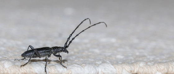 Schwarzer Käfer 