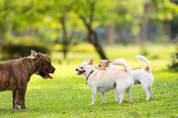 Running dogs on the lawn in the garden