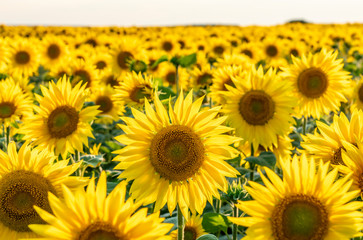 sunlit bright field of sunflower in backlighting