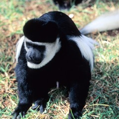 Ein prächtiges Exemlar eines Gibbon  in Äthiopien . Die Arme von Gibbons sind länger und kräftiger, als die Beine, was sie von anderen Primaten unterscheidet und ihnen das Schwinghangeln als Fortbeweg