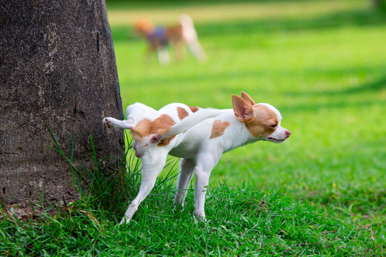 Cute small dog peeing on a tree in an park.
