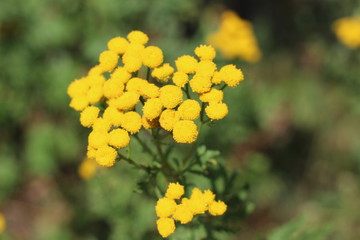 Yellow tansy flowers Tanacetum vulgare, common tansy, bitter button, cow bitter, or golden buttons in the green summer meadow. Wildflowers.