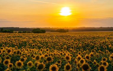 Obraz premium sunflower field illuminated by the rays of the setting sun against the sunset