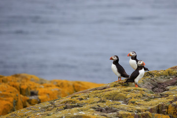 Three puffins standing on sea cliffs, northumberland