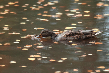 Close up. In the autumn Park duck swims in the lake, surrounded by fallen leaves. Concept: Move to a warmer climate.