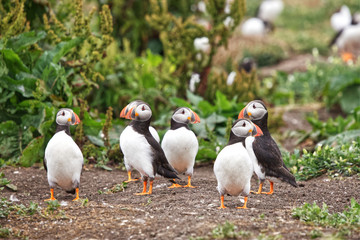 group of brightly coloured Atlantic puffins guarding their burrows