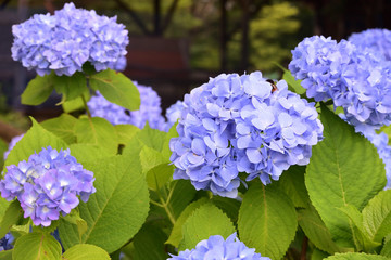 薄紫の紫陽花