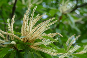 blossom of a sweet chestnut tree - castanea sativa