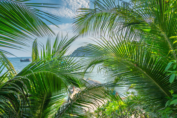 Beautiful tropical natural background with palms leaves and sun in the blue sky. Travel concept