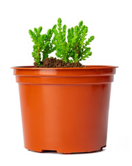 Fototapeta premium Succulent in pot isolated on white background