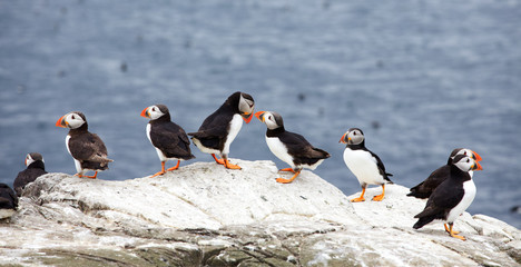 group of puffins on sea cliffs, Northumbria 