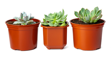 Obraz premium Pots with succulent plants isolated on white background