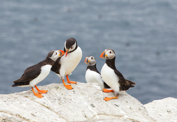 Obraz premium Two puffins touching beaks in a display of affection