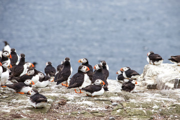 Fototapeta premium A group of A group of Atlantic puffins, a puffin colony on sea cliffs off the Northumbrian coast
