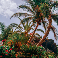 Palm tropical view. Canary island. Travel vibes