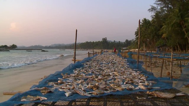 Wide low-angle evening still shot of a coastal landscape with local villagers' processed fish spread to dry on blue nets laid on horizontal wire meshed stands, Ngapali Beach, Myanmar
