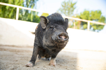 black vietnamese pig