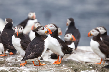 A group of Atlantic puffins, a puffin colony on sea cliffs off the Northumbrian coast