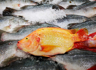 Chilled fresh fish sold in the supermarkets
