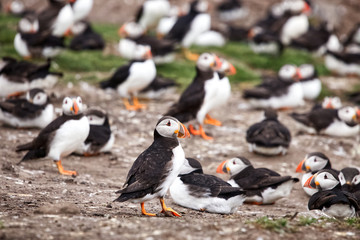 A group of Atlantic puffins, a puffin colony off theNorthumbrian coast