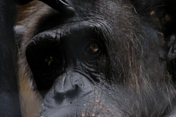 chimpanzee face closeup