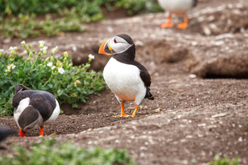 Side profile of a puffin standing next to its burrow