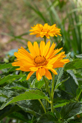 Heliopsis helianthoides False Sunflower, Ox Eye. Yellow garden decorative flower of the Aster family