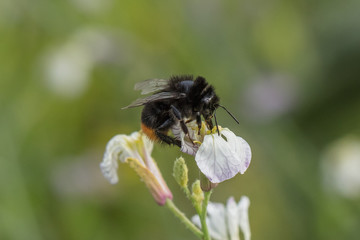hummel