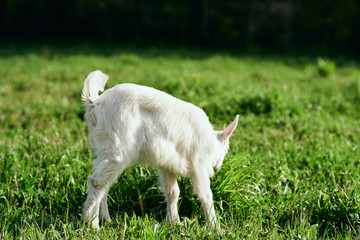 white goat on green grass