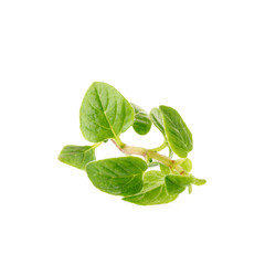 Fresh Oregano herb on a white background