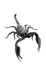 Black scorpions isolated on a white background