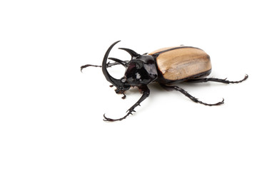 Yellow Five-horned rhinoceros beetle isolated on white background