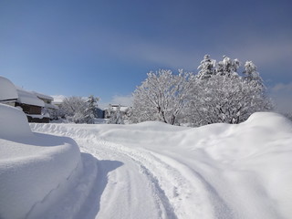 Landscape snow and forest in Niigata, Japan