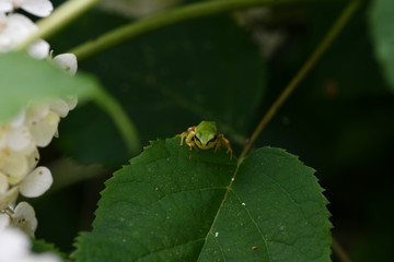紫陽花とカエル