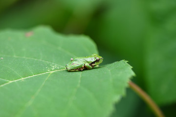 紫陽花とカエル