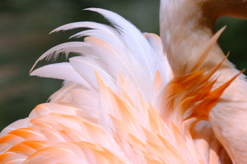 flamingo close up