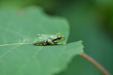紫陽花とカエル