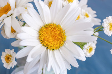 Fototapeta premium Bouquet of beautiful chamomile flowers, closeup