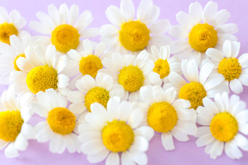 Beautiful chamomile flowers on color background