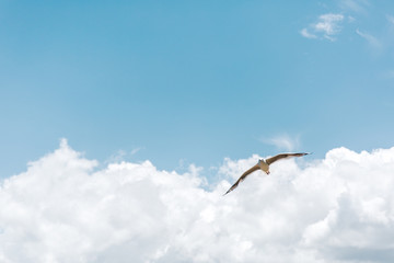 seagull flying in the sky