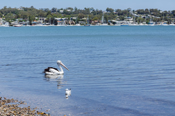  pelicans in the lake