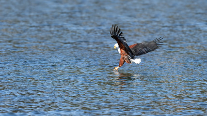  Fish eagle catching a fish from Lake Naivasha