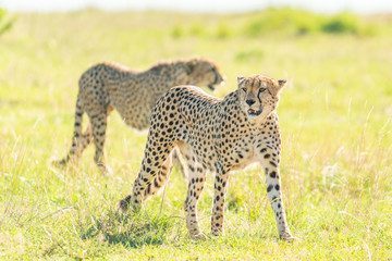 Zwei Geparden © Dr. Gerd-Uwe Neukamp