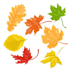 Autumn leaves set. Oak leaf, fallen leaves of beech and maple. isolated on white background. Vector illustration of color in cartoon flat simple style.
